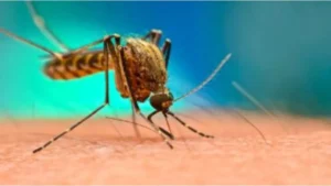 dengue-and-malaria