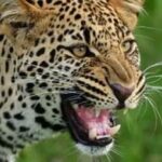 leopard_e92a7a14aa94b7a470f7af96487c9795