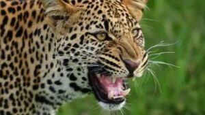 leopard_e92a7a14aa94b7a470f7af96487c9795