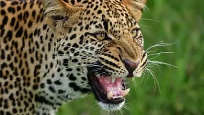 leopard_e92a7a14aa94b7a470f7af96487c9795